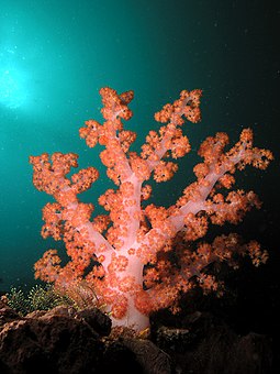 deep sea coral reefs