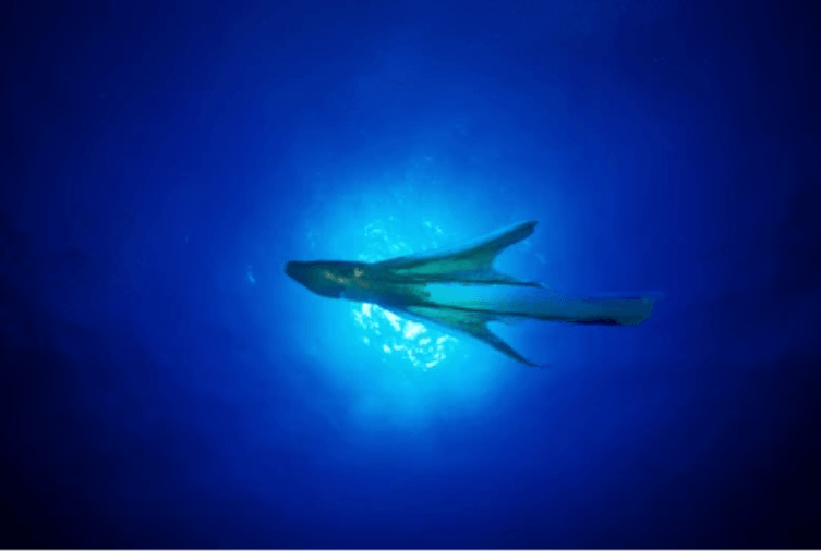 blanket octopus