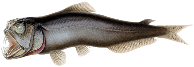 The Sabertooth Fish