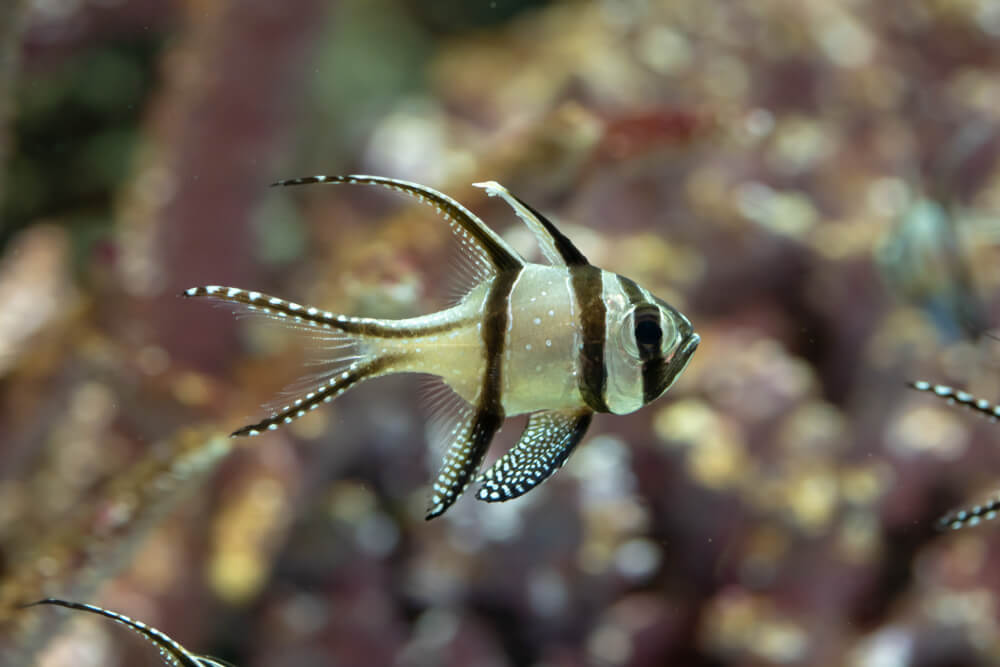 bangai cardinalfish