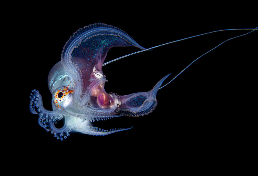 blanket octopus