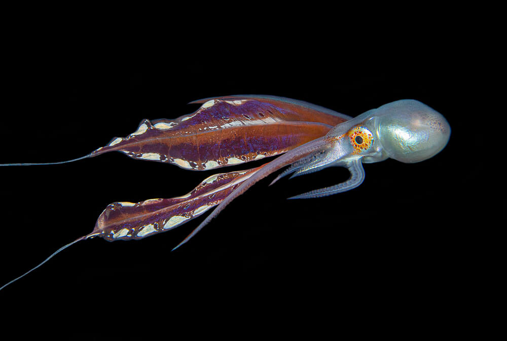 blanket octopus