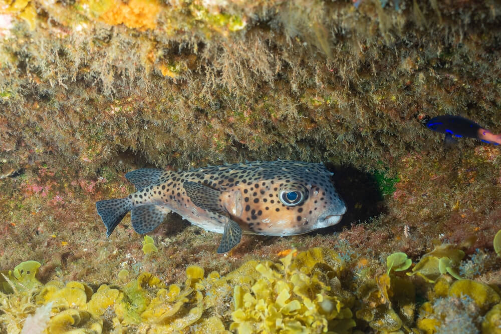 stripped burrfish