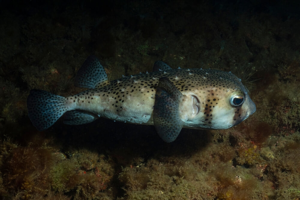 stripped burrfish