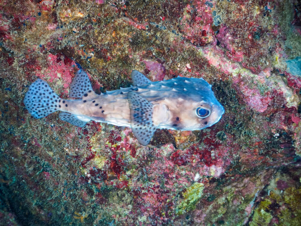 stripped burrfish