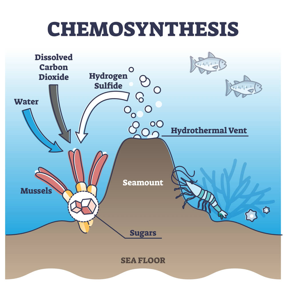 chemosynthesis