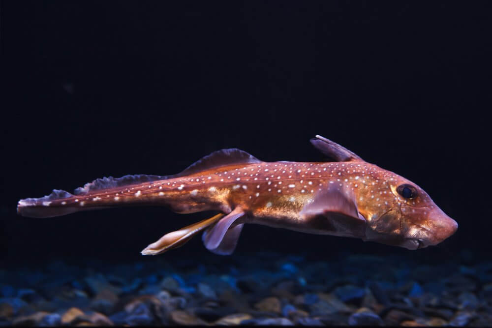 the deep sea ghost shark