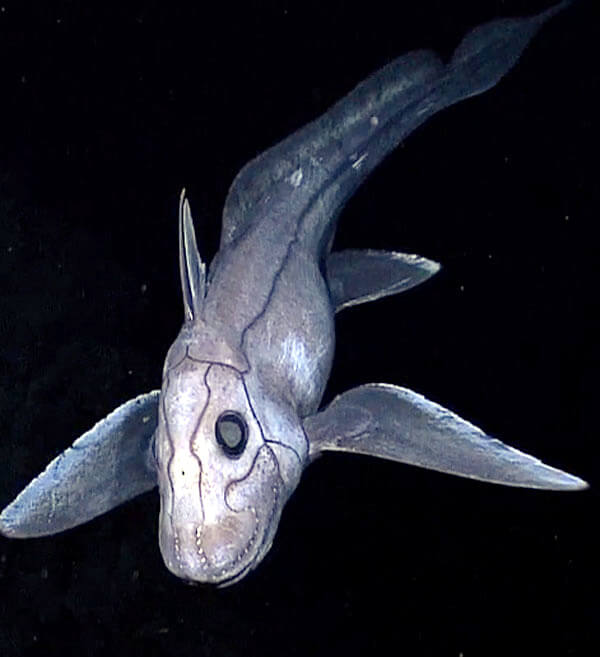 the deep sea ghost shark