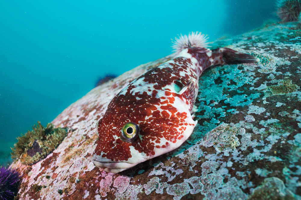 clingfish