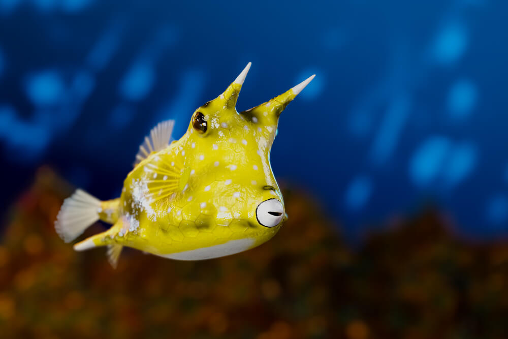 long horned cowfish