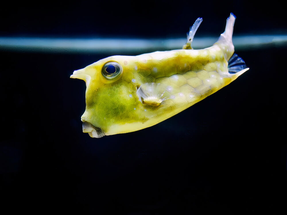 the long horned cowfish