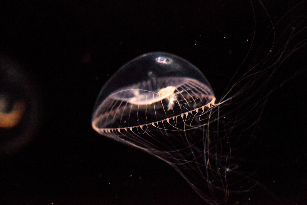 crystal jellyfish