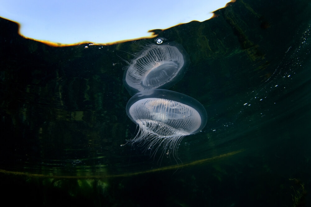 crystal jellyfish 