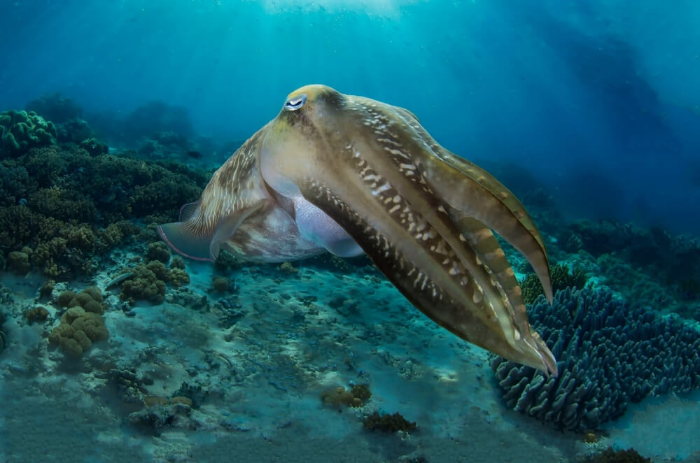 animals in the mesopelagic zone:cuttlefish