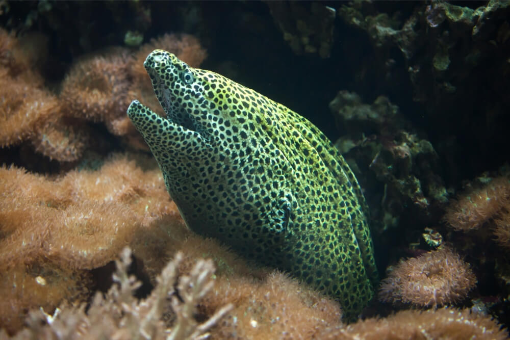 fangtooth moray eel
