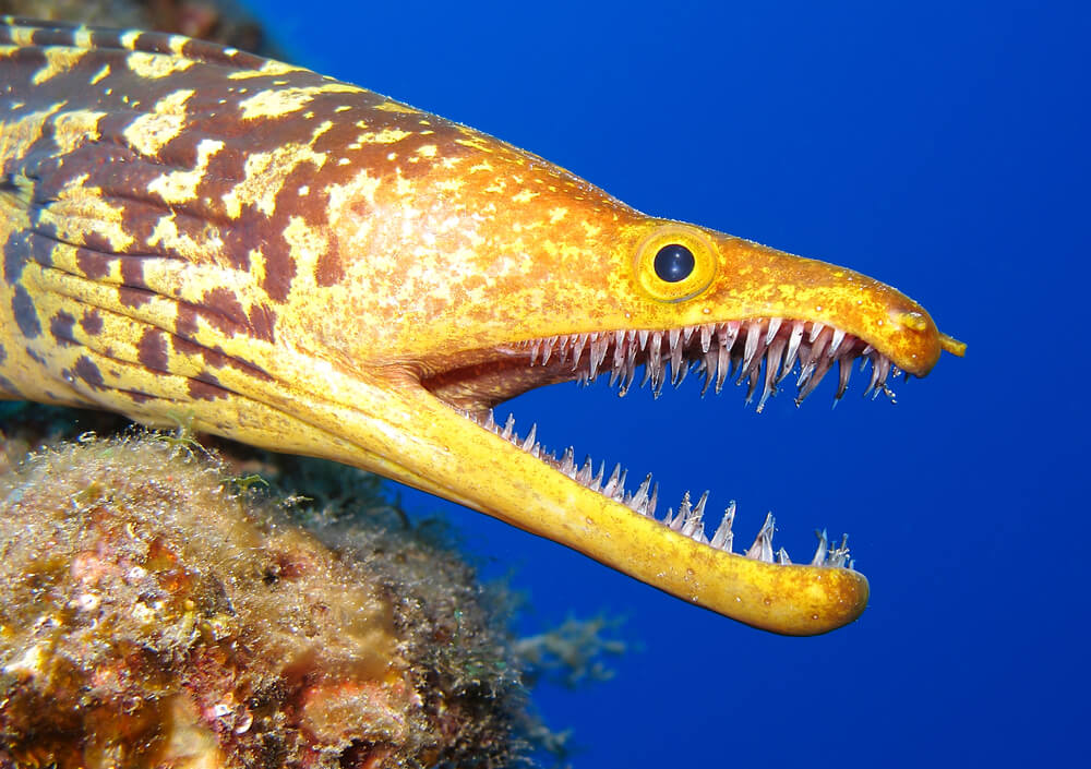 the fangtooth moray eel