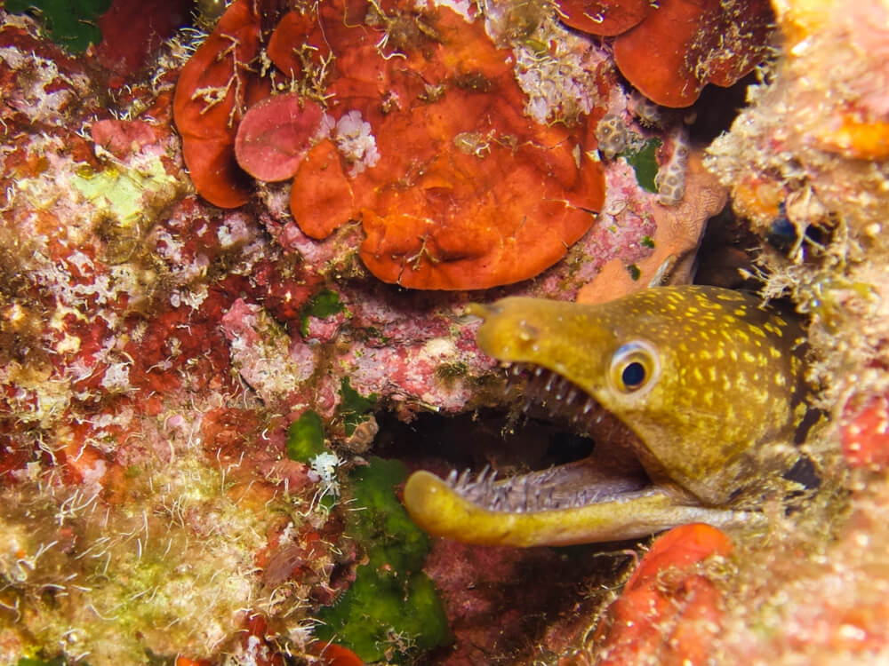 the fangtooth moray eel