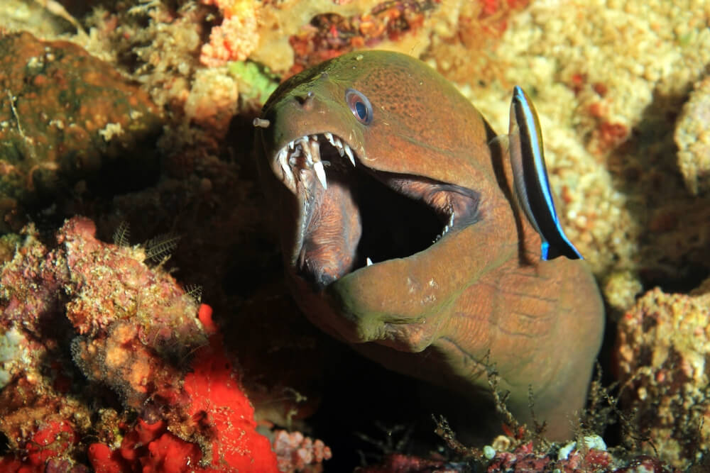 the fangtooth moray eel