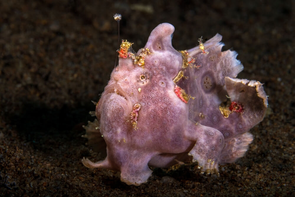 The Frogfish