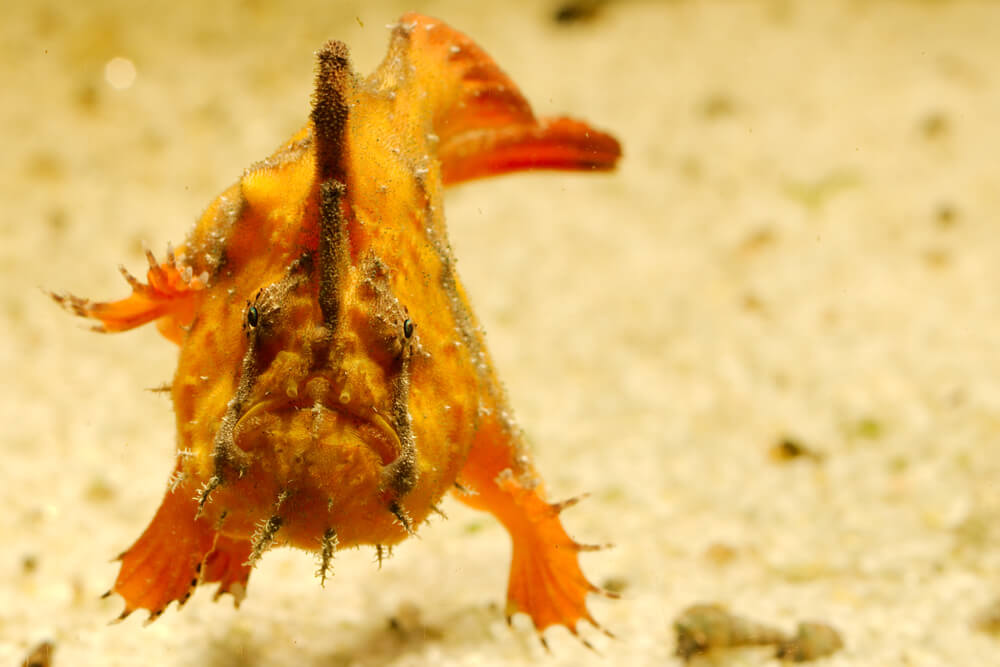 The Frogfish