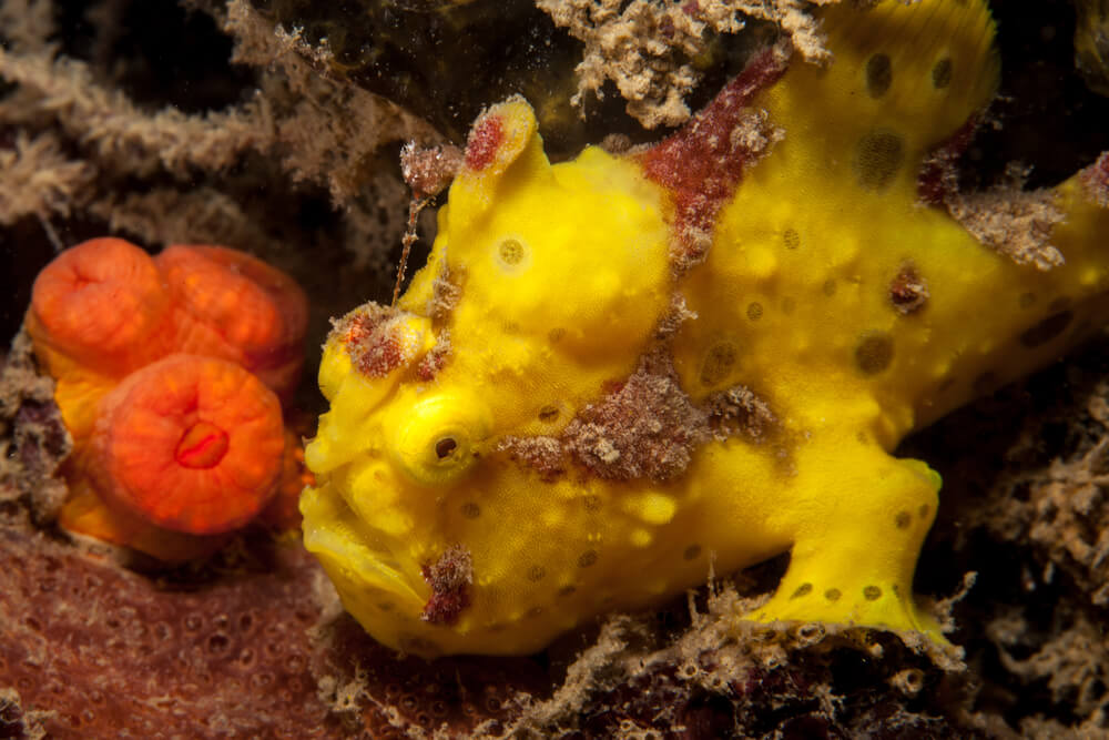 The Frogfish