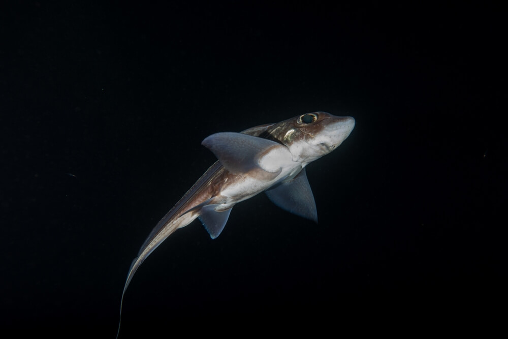 the deepsea ghost shark