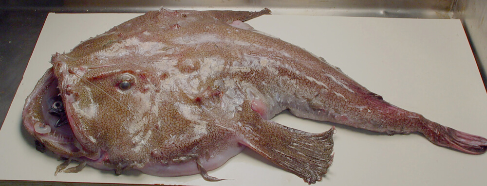 goosefish