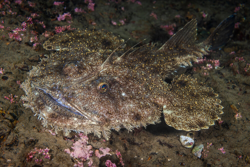 goosefish