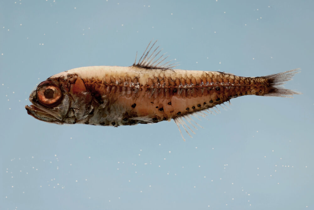 lanternfish