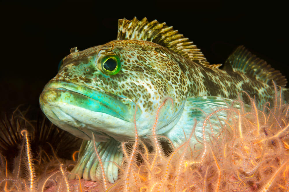 lingcod