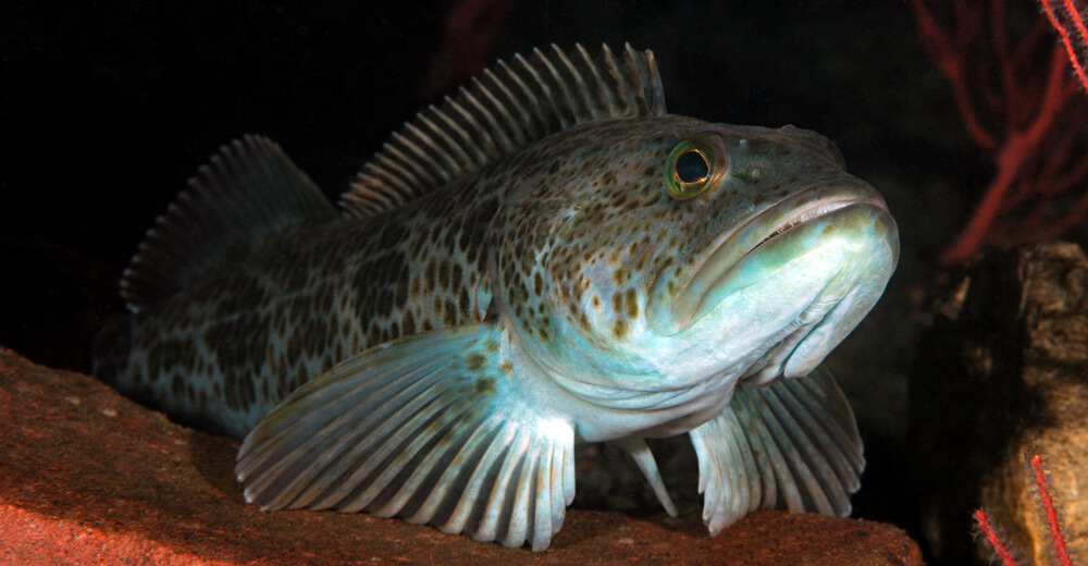 lingcod