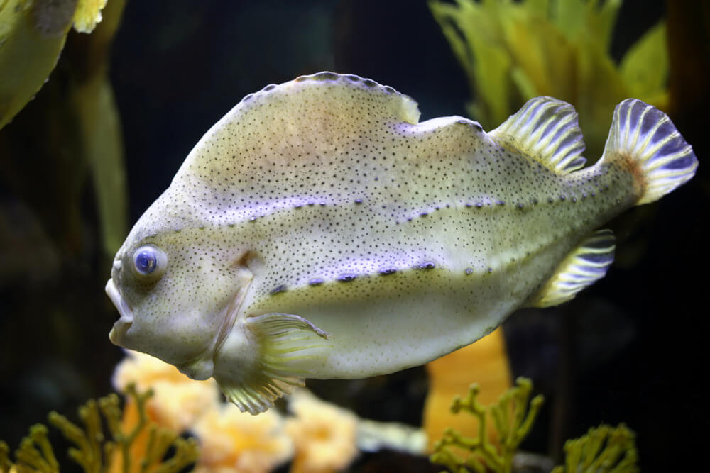 lumpfish