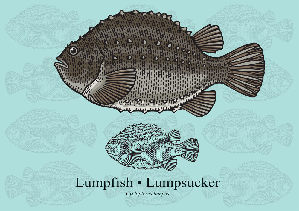 lumpfish