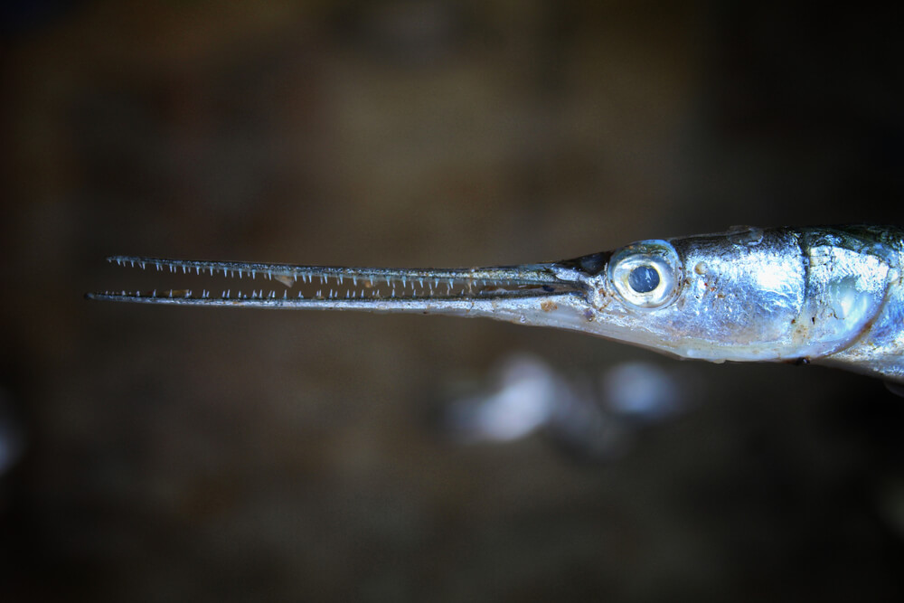 needlefish