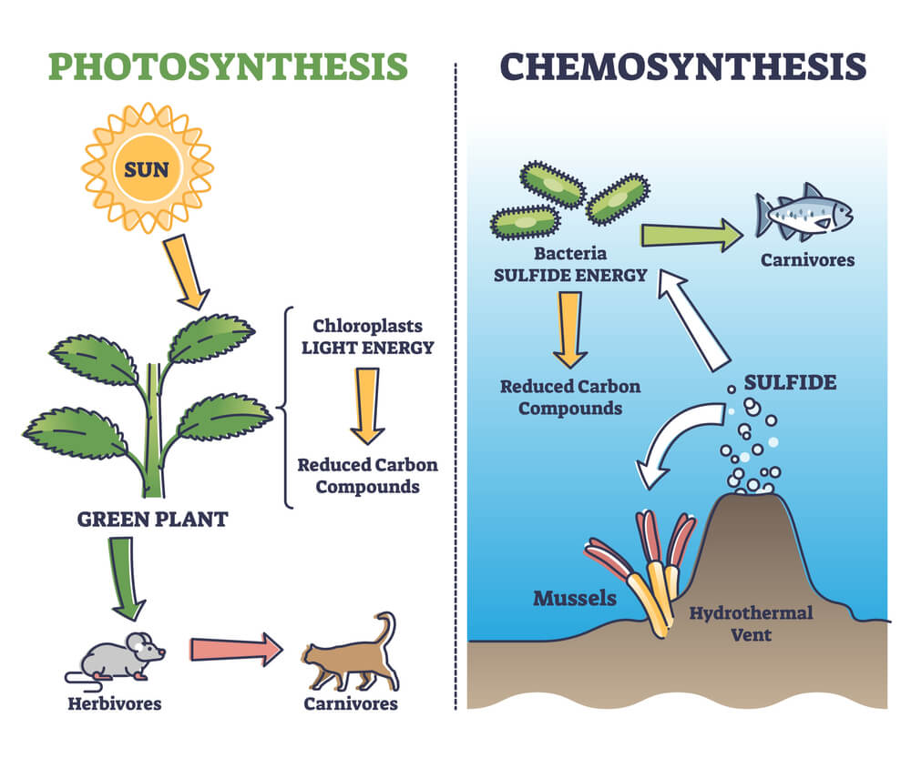 chemosynthesis vs photosynthesis