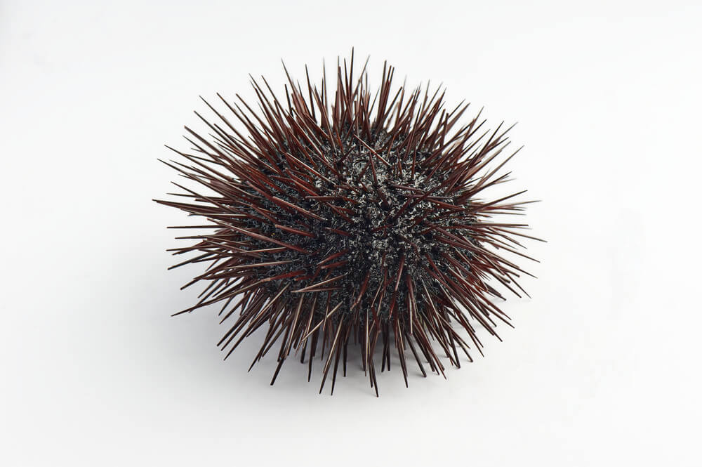 sea urchin:the predator for bangai cardianlfish