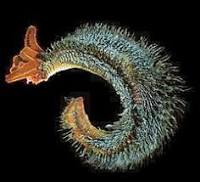 pompei worm