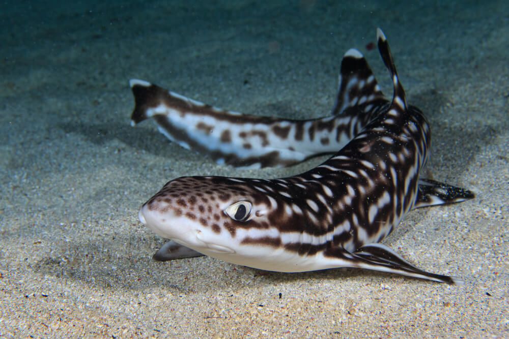 animals in the mesopelagic zone: the catshark