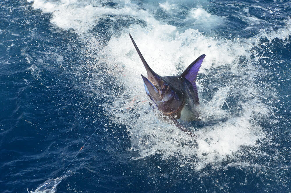 animals in the mesopelagic zone: the swordfish