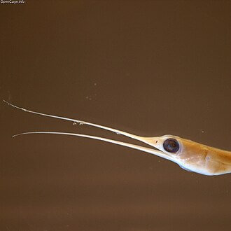 slender snipe eel