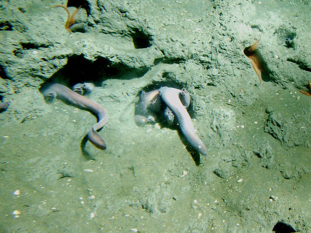 hagfish