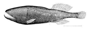 the whalefish