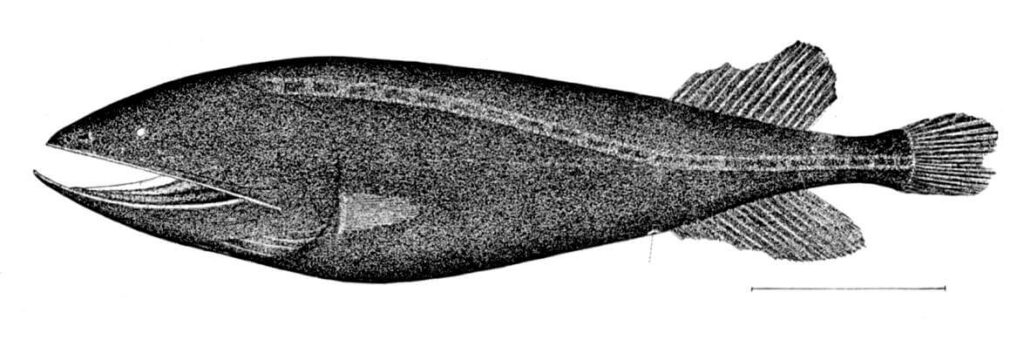 The Whalefish