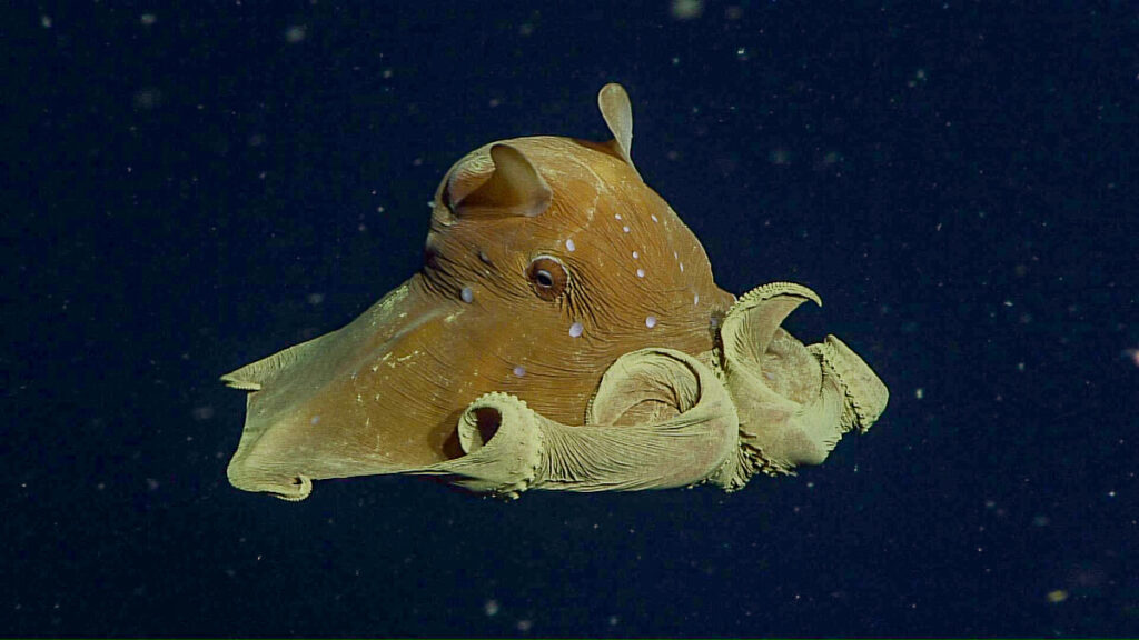 flapjack octopus