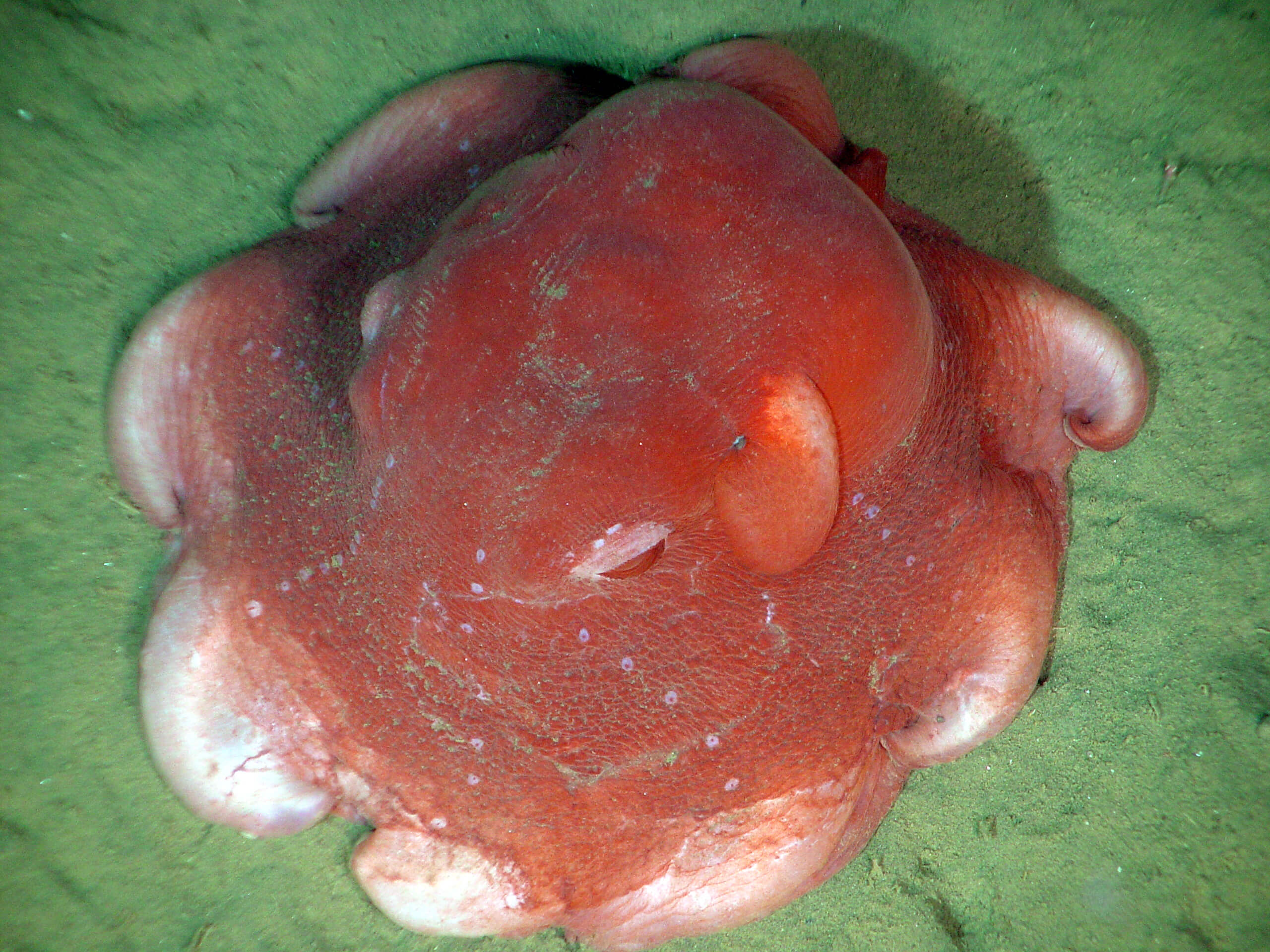 Discover the Enchanting Flapjack Octopus
