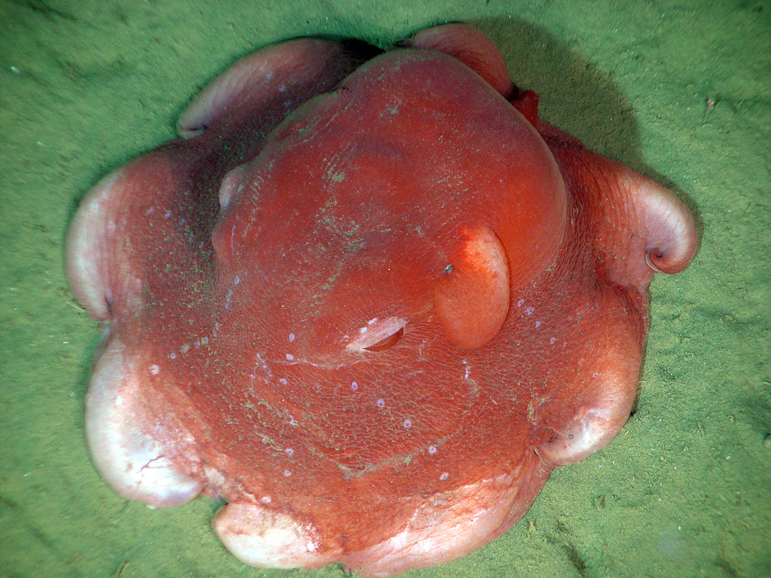 flapjack octopus