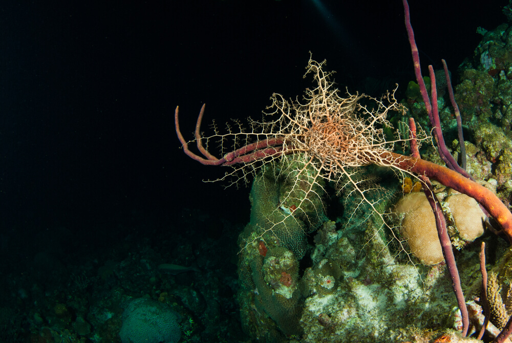 The Basket Star: Nature’s Living Tapestry In The Ocean
