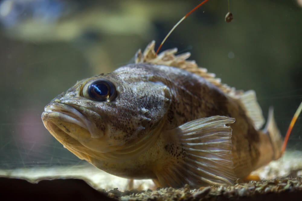 The Blackbelly Rosefish