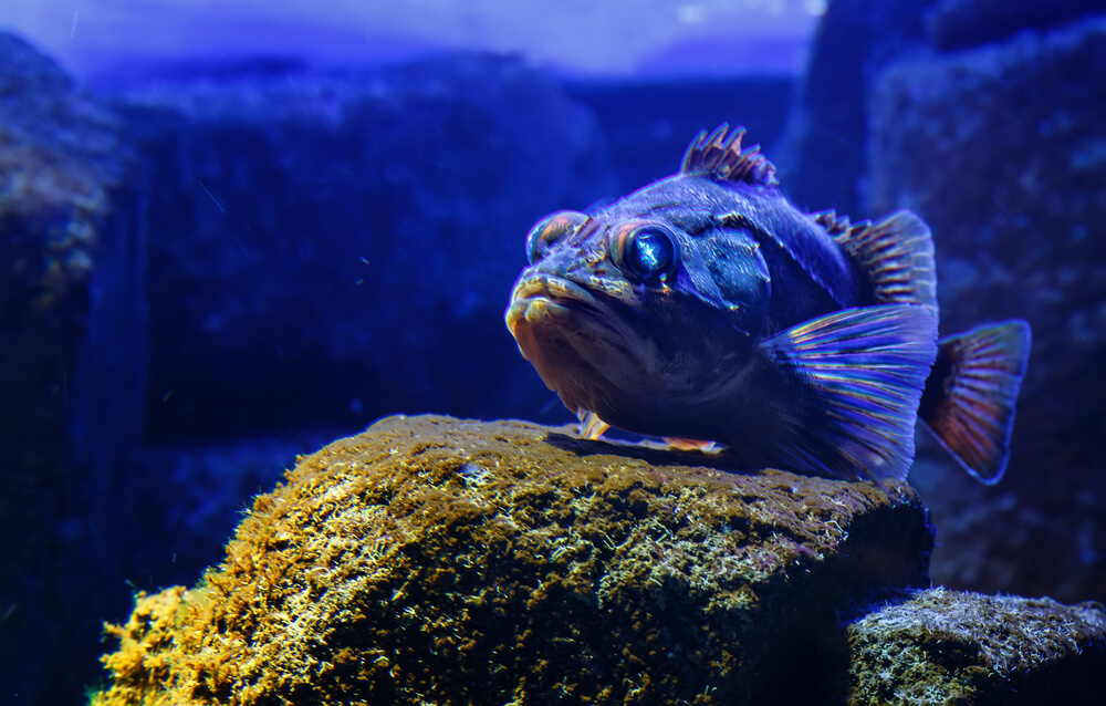 blackbelly rosefish