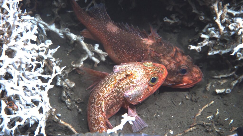 Blackbelly Rosefish
